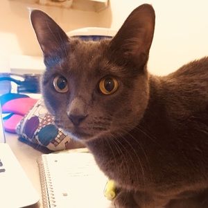 Meet your Posher, Bing